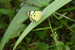 Belenois calypso calypso