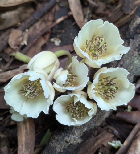 Elaeocarpus bancroftii observed 2026-07-22