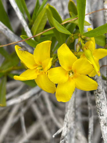 Skytanthus acutus, photograph 1