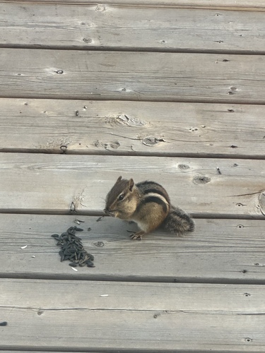 Eastern Chipmunk