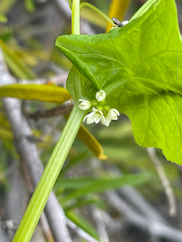 Sicyos baderoa