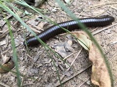 Narceus americanus