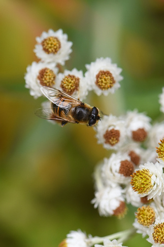 Common Drone Fly