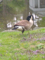 Branta canadensis