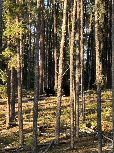 American Black Bear