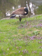 Branta canadensis