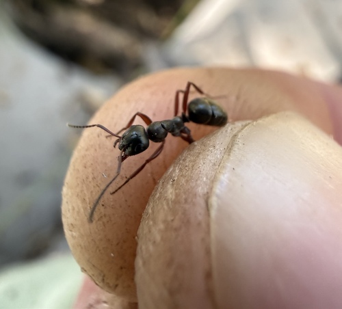 Hewitt's Mound Ant