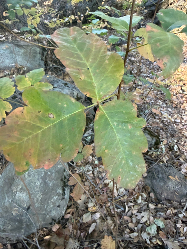 Pacific poison oak