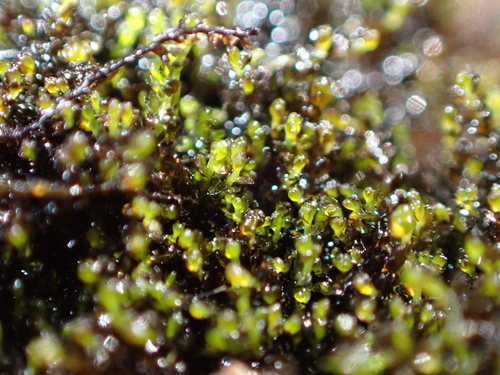 Gymnocolea inflata, 2026-09-12