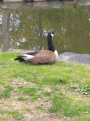 Branta canadensis