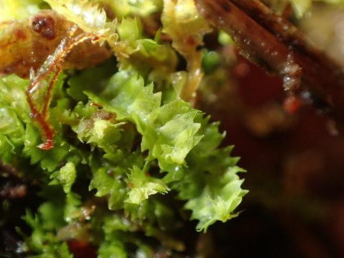 Geocalyx graveolens, 2026-09-12