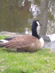 Branta canadensis