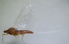 Ephemerella