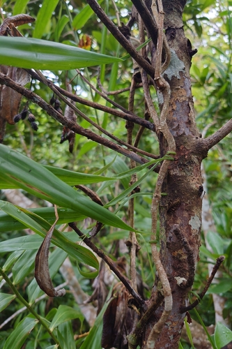 Flagellaria indica, photograph 3