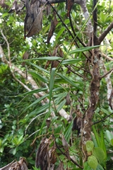 Flagellaria indica, photograph (c) 如此甚好, some rights reserved (CC BY)