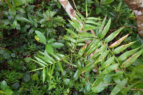 Flagellaria indica, photograph 5