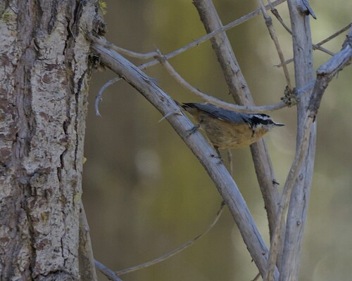 iNaturalist observation photo of Red-breasted Nuthatch