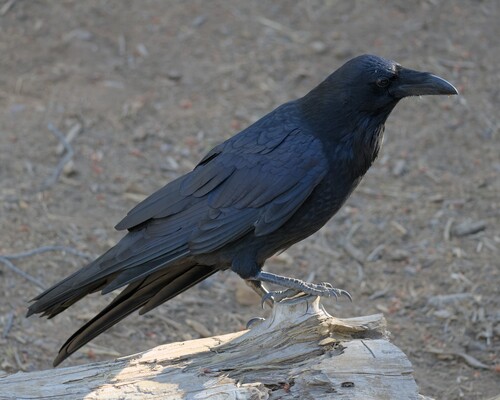iNaturalist observation photo of Common Raven