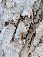 Schiffermuelleria schaefferella