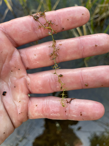 Utricularia minor, photograph 6