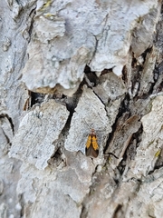 Schiffermuelleria schaefferella