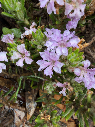Polygalaceae observed 2026-09-14