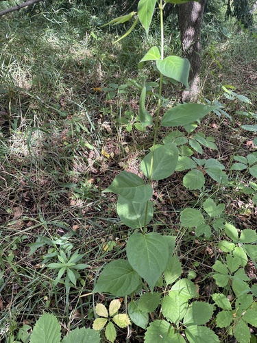 Vincetoxicum rossicum, photograph 5