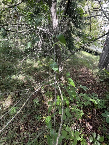 Vincetoxicum rossicum, photograph 6