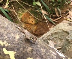 Anolis mariarum