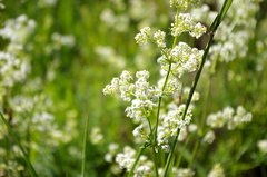 Galium mollugo