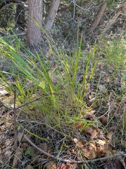 Steinchisma hians