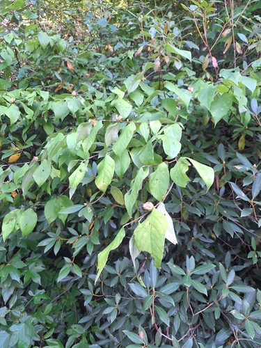 Stewartia ovata, 2026-09-13