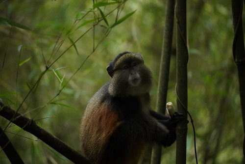 Golden Monkey