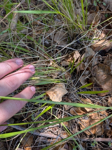 Steinchisma hians, photograph 6