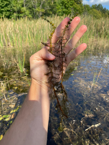 Myriophyllum verticillatum, photograph 6