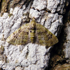 Chloroclystis conversa