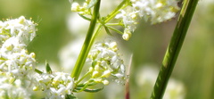 Galium mollugo