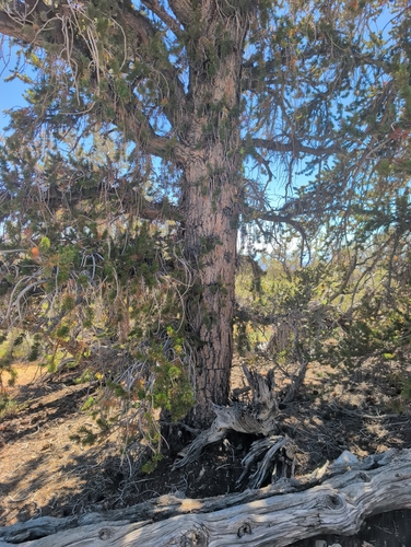 iNaturalist observation photo of Great Basin bristlecone pine