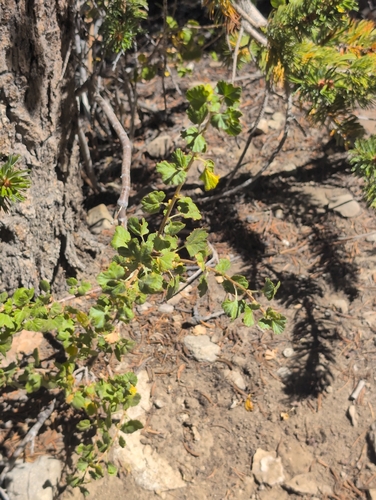 iNaturalist observation photo of currants and gooseberries