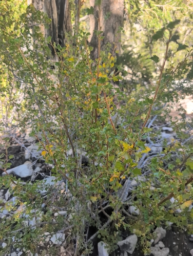 iNaturalist observation photo of wax currant