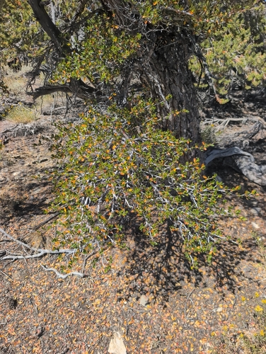 iNaturalist observation photo of Curlleaf Mountain Mahogany