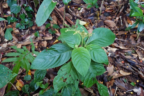 Ophiorrhiza kuroiwae observed 2026-09-12