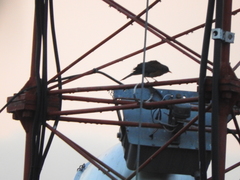 Turdus rufopalliatus