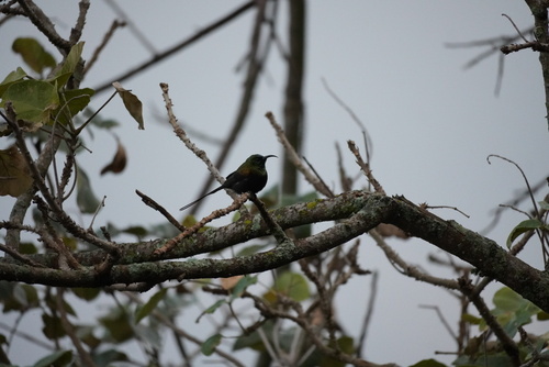 Bronze Sunbird