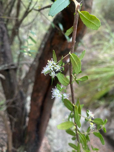 Leionema bilobum