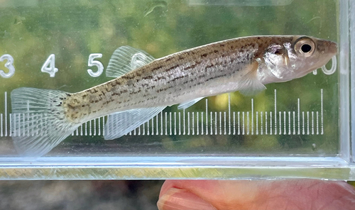 Disjunct Studfish