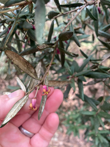 Pittosporum bicolor, photograph 2