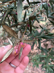 Pittosporum bicolor, photograph (c) Corey O'Brien, some rights reserved (CC BY)