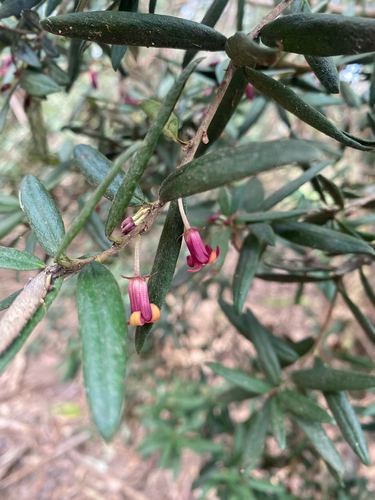 Pittosporum bicolor, photograph 1