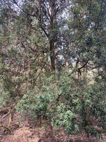 Pittosporum bicolor, photograph 3